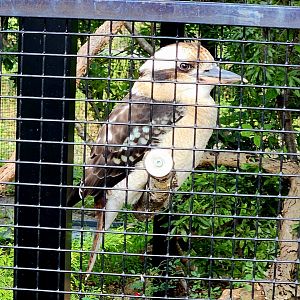 Laughing Kookaburra (Dacelo novaeguineae)