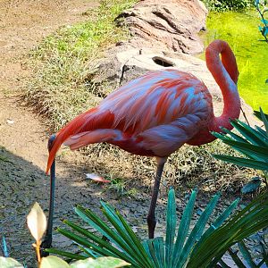 American Flamingo (Phoenicopterus ruber)