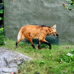 Maned Wolf (Chrysocyon brachyurus)