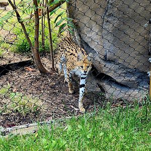 Serval (Leptailurus serval)