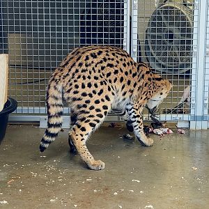 Serval (Leptailurus serval)