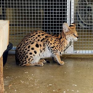 Serval (Leptailurus serval)