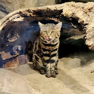 Black-Footed Cat (Felis nigripes)