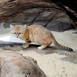 Sand Cat (Felis margarita)