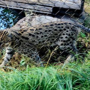 Fishing Cat (Prionailurus viverrinus)