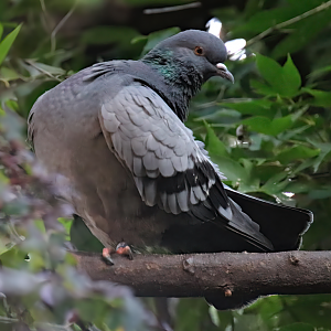 Transcaspian rock pigeon (Columba livia neglecta)