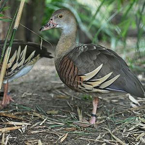 Plumed Whistling-Duck Dendrocygna eytoni