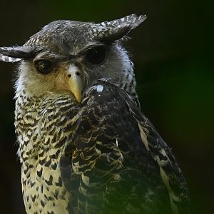 Spot-bellied Eagle-Owl Bubo nipalensis