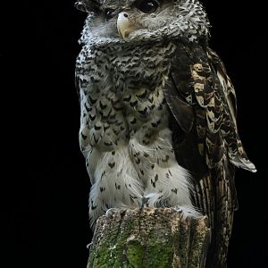 Spot-bellied Eagle-Owl Bubo nipalensis
