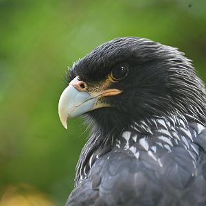 Striated Caracara Phalcoboenus australis