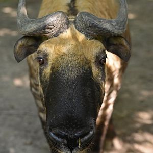 Mishmi takin (Budorcas taxicolor)