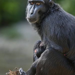 Black crested macaque (Macaca nigra)