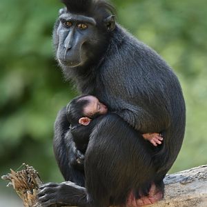 Black crested macaque (Macaca nigra)