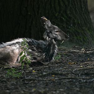 Siberian musk-deer (Moschus mochiferus)