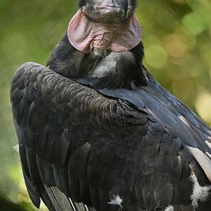 Red-headed Vulture Sarcogyps calvus