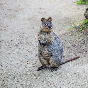 Quokka