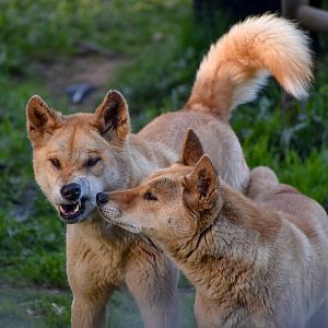 Dingoes