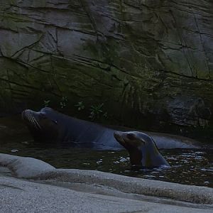 California sea lion (Zalophus californianus)