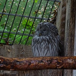 Ural owl (Strix uralensis