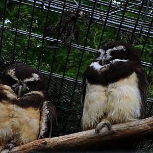 Spectacled owl (Pulsatrix perspicillata)