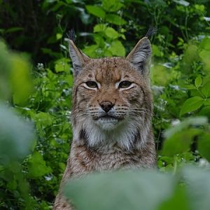 Carpathian lynx (Lynx lynx carpathicus)