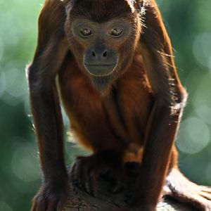 Venezuelan red howler (Alouatta seniculus)