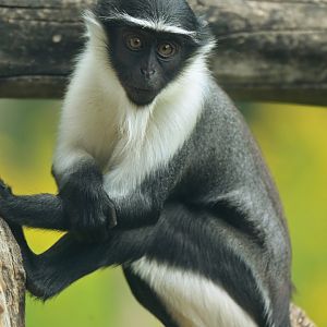Roloway monkey (Cercopithecus roloway)