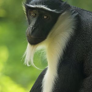 Roloway monkey (Cercopithecus roloway)