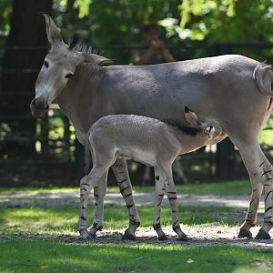 African wild ass (Equus africanus)
