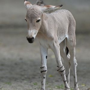 African wild ass (Equus africanus)