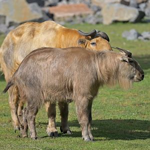 Golden takin (Budorcas taxicolor bedfordi)