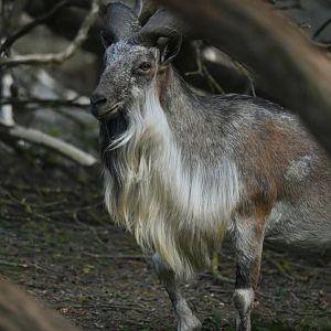 Tadjik markhor (Capra falconeri heptneri)