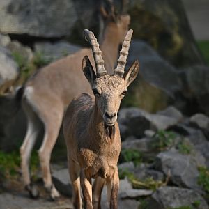 Siberian ibex (Capra sibirica)