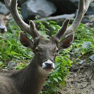 Thorold's deer (Cervus albirostris)