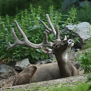Thorold's deer (Cervus albirostris)