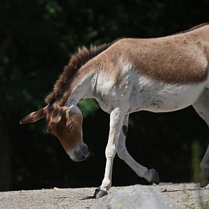 Kiang (Equus kiang)