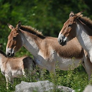 Kiang (Equus kiang)