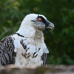 Lammergeier Gypaetus barbatus