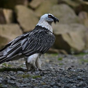 Lammergeier Gypaetus barbatus