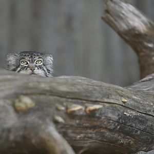 Pallas's cat (Otocolobus manul)