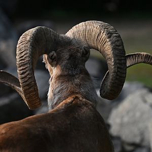 Marco Polo sheep (Ovis ammon polii)