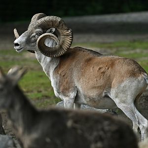 Marco Polo sheep (Ovis ammon polii)