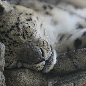 Snow leopard (Panthera uncia)