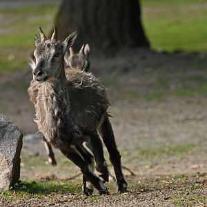 Bharal (Pseudois nayaur)