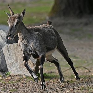 Bharal (Pseudois nayaur)