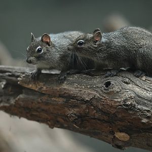 Père David's rock squirrel (Sciurotamias davidianus)
