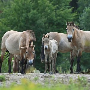 Przewalski's horse (Equus przewalskii[)