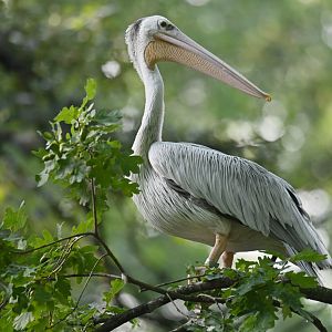 Spot-billed Pelican Pelecanus philippensis