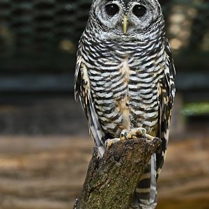 Chaco Owl Strix chacoensis
