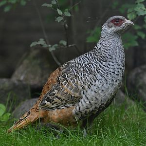 Cheer Pheasant Catreus wallichii